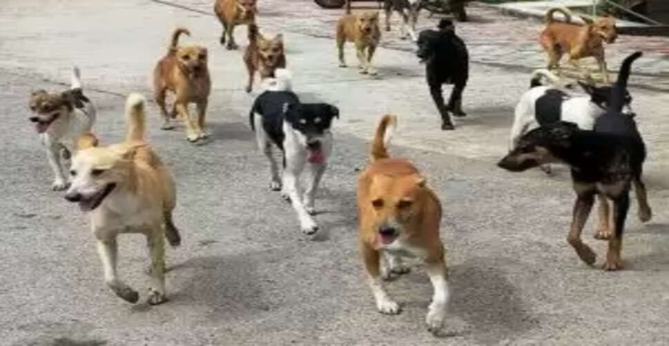 Supreme Court to Decide on Stray Dog Relocation Order Amid Nationwide Protests