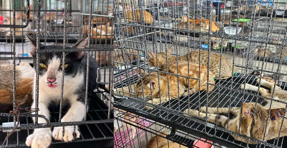 Vietnamese Police Dismantle Cat Trafficking Ring, Rescuing Over 400 Cats