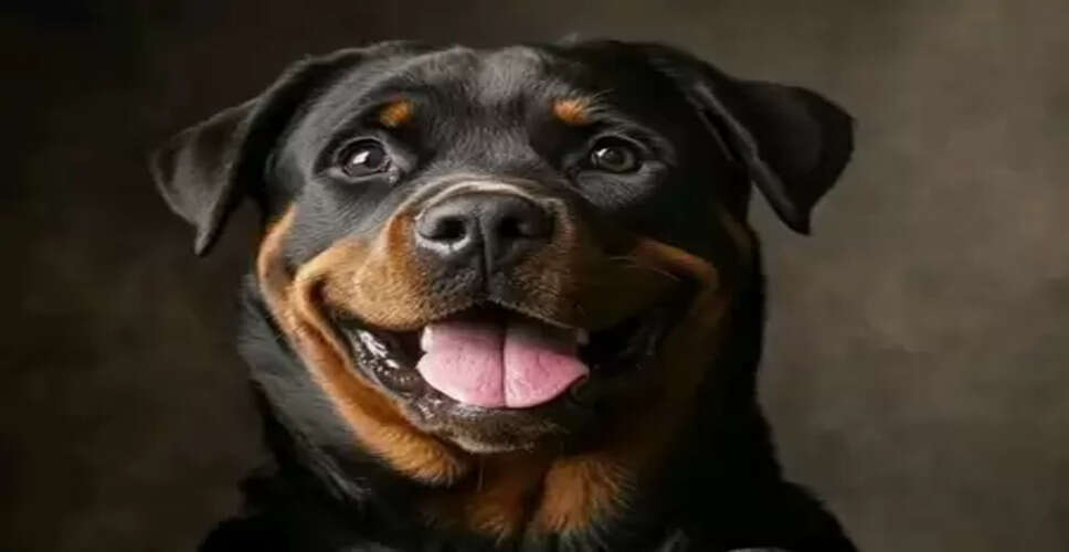 Gujarat: Four-month-old infant mauled to death by pet Rottweiler in Ahmedabad