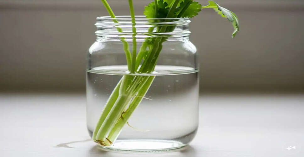 Effective Ways to Preserve Freshness of Green Coriander