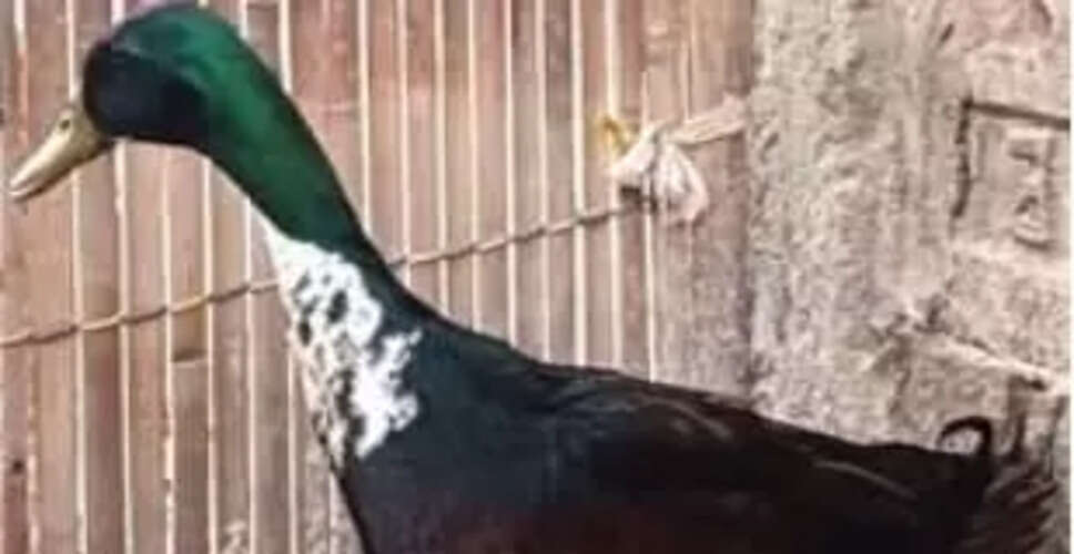 Assam's Unique Duck Breed Gains National Recognition