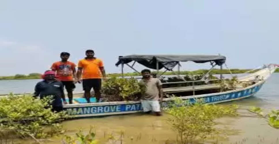 Why World Mangrove Day Matters: Protecting Our Coastal Lifelines