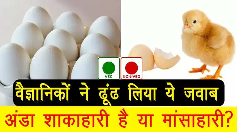 Are Eggs Vegetarian or Non-Vegetarian? Scientific Insights Revealed