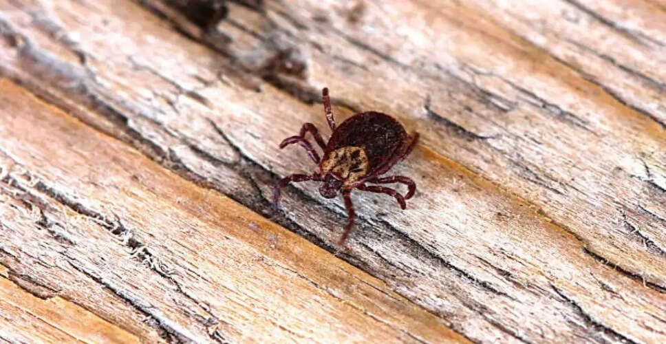 Understanding Alpha-Gal Syndrome: A Growing Concern from Tick Bites
