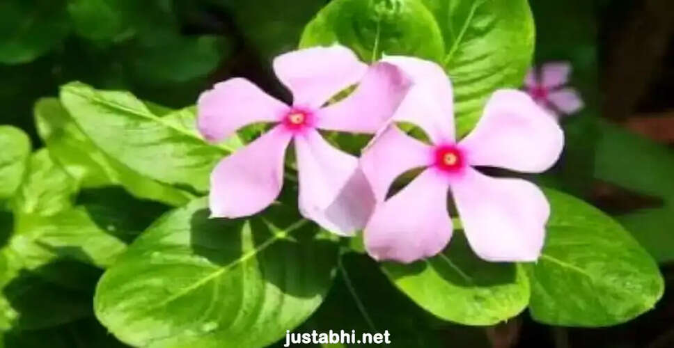 The Versatile Sadabahar Plant: Benefits and Uses