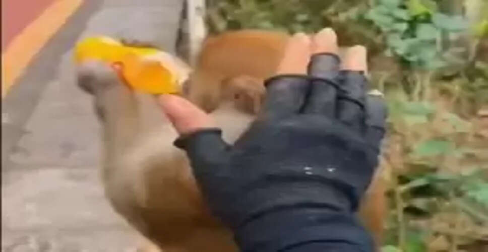 This Hilarious Monkey Video Will Brighten Your Day!