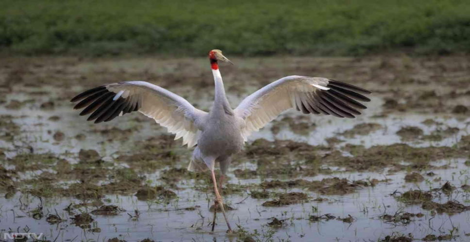 Discover the Wonders of Okhla Bird Sanctuary: A Birdwatcher's Paradise