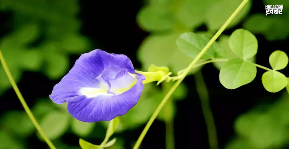 Discover the Healing Powers of the Aparajita Plant