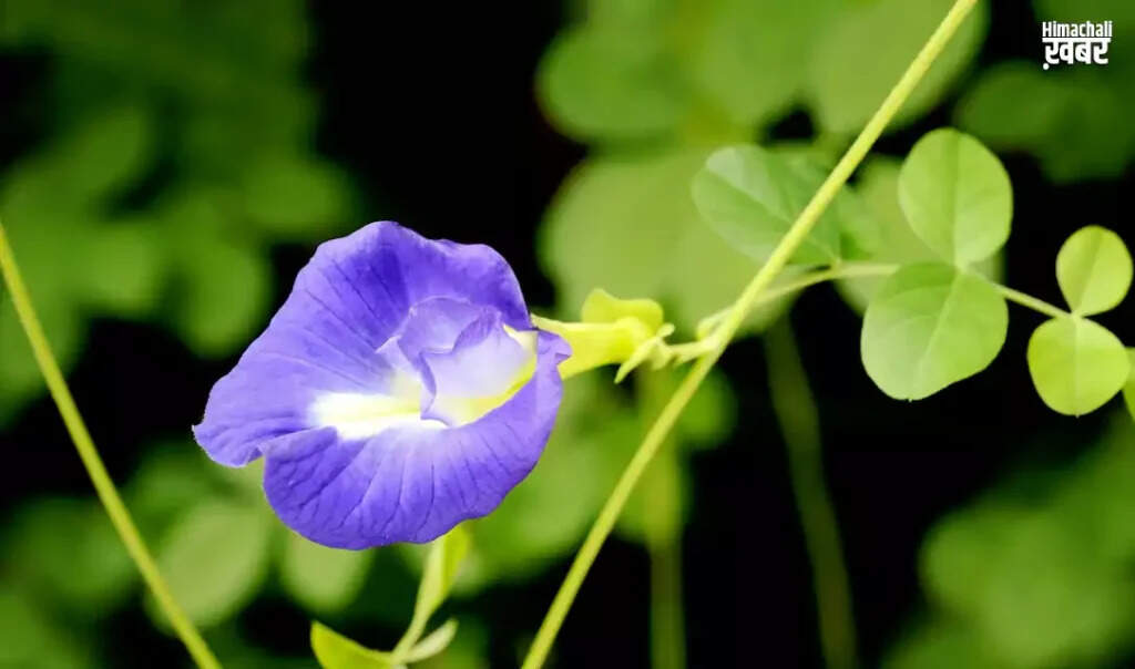 Discover the Healing Powers of the Aparajita Plant