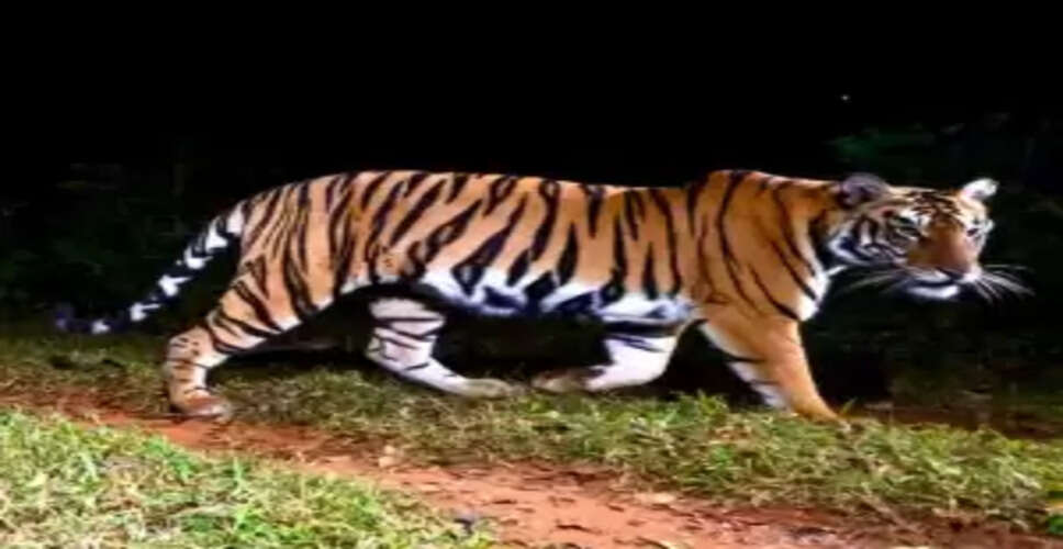 Odisha's Ambitious Plan: Introducing Tigers to Debrigarh Wildlife Sanctuary