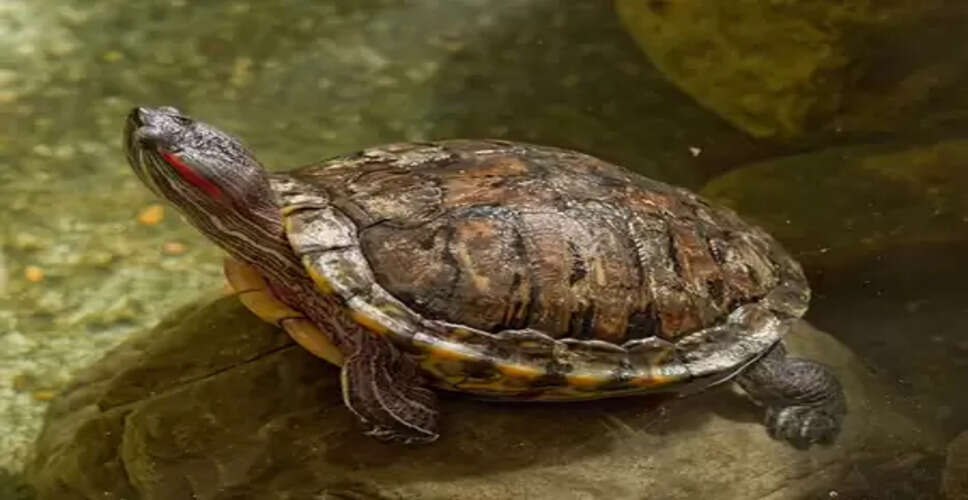 Bengal: Endangered species of soft-shell turtles recovered in Malda