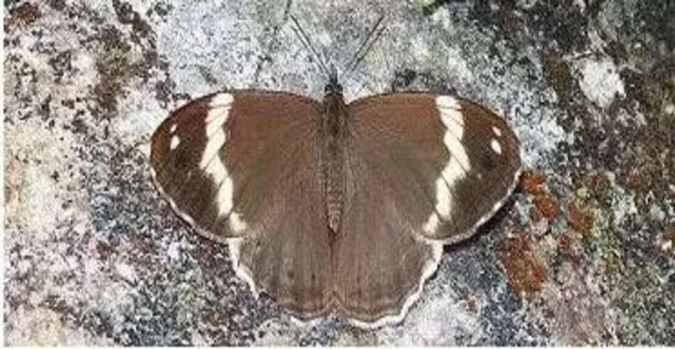New Butterfly Species Discovered in Arunachal Pradesh: A Milestone for Biodiversity