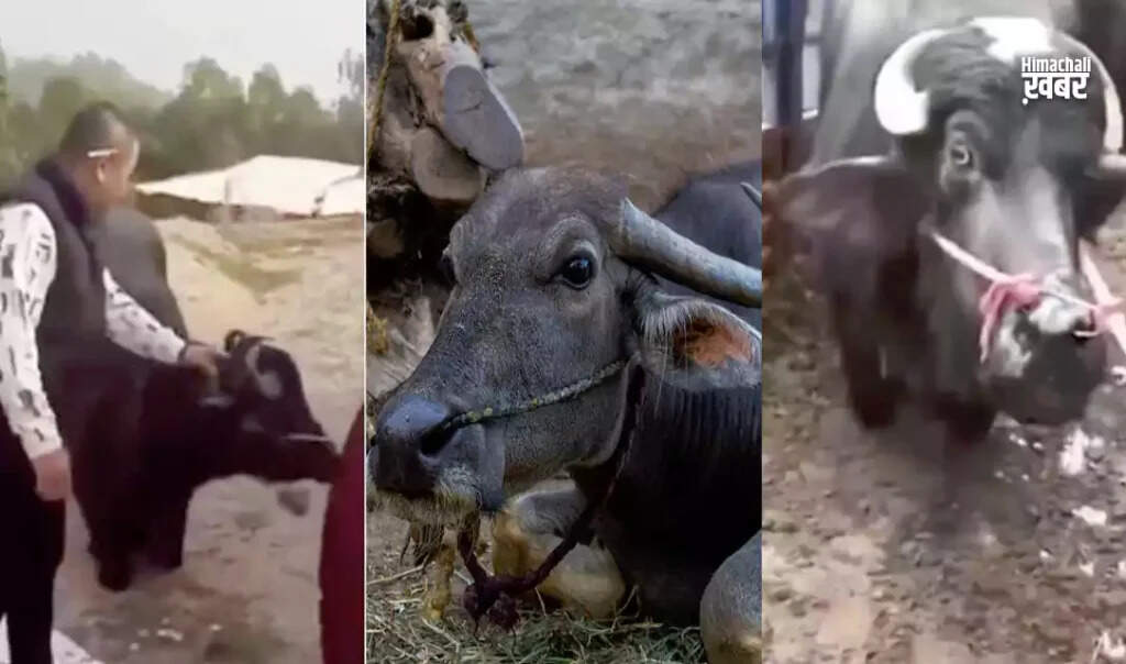 Pregnant Cow's Heartfelt Plea Saves Her Life in China