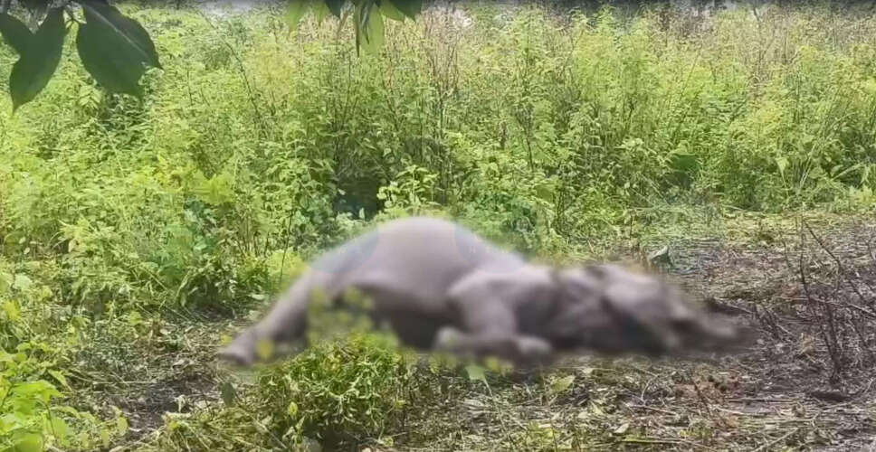Wild Elephant Calf Found Dead in Assam's Tamulpur District