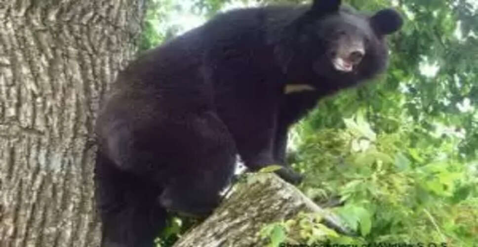 Bear Attack Leaves 60-Year-Old Farmer Severely Injured in Odisha