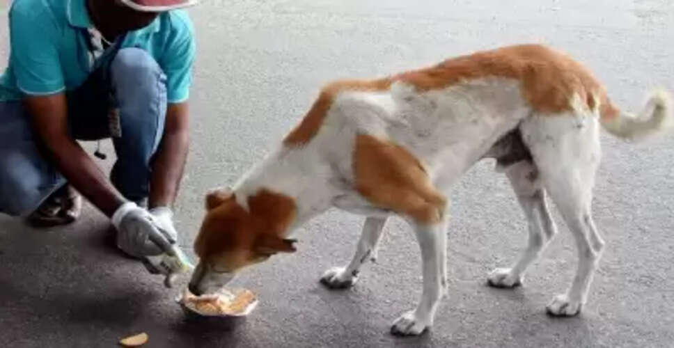 SC to deliver verdict on issue of strays in Delhi-NCR tomorrow