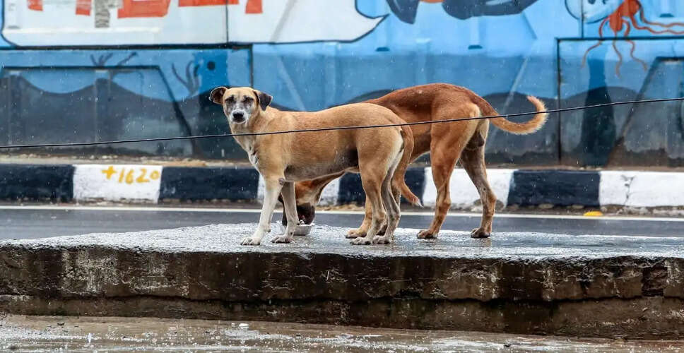Supreme Court Dismisses Petition Regarding Stray Dog Comments by Punjab CM