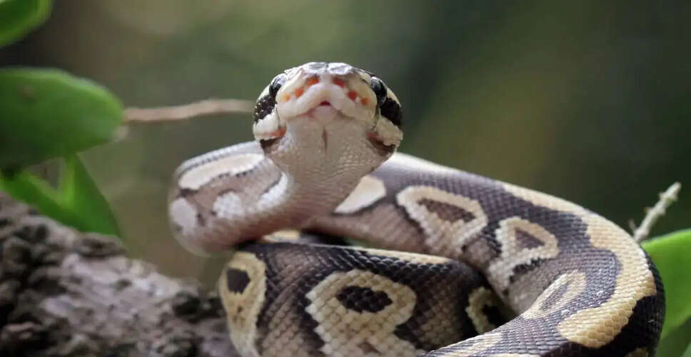 Revolutionary Insights: Python Blood as a Potential Weight Loss Solution