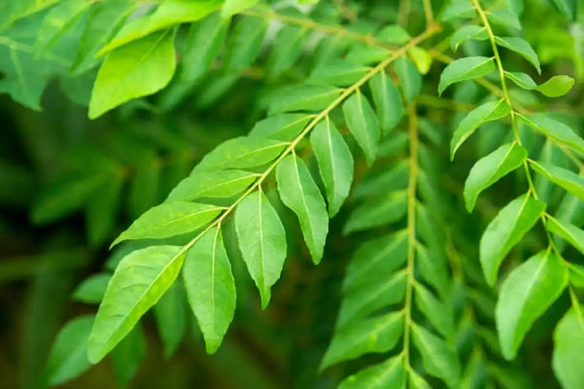 Discover the Incredible Health Benefits of Curry Leaves