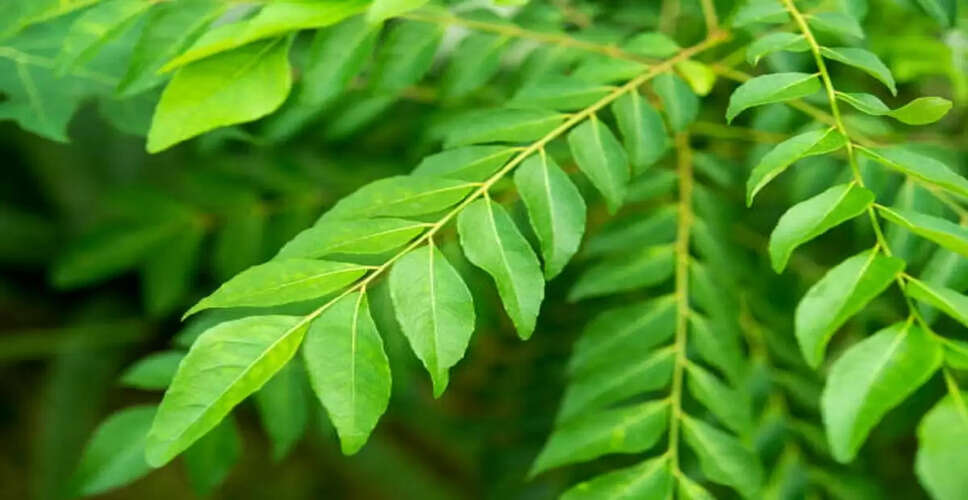 Discover the Incredible Benefits of Curry Leaves for Your Health