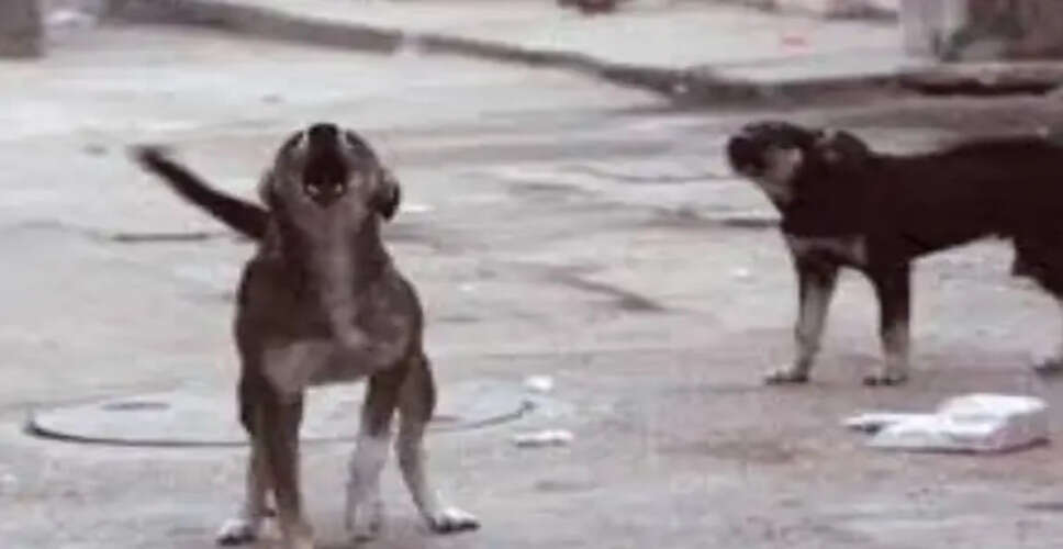 Delhi's Stray Dog Management: Supreme Court's Ruling Sparks Euthanasia Plans