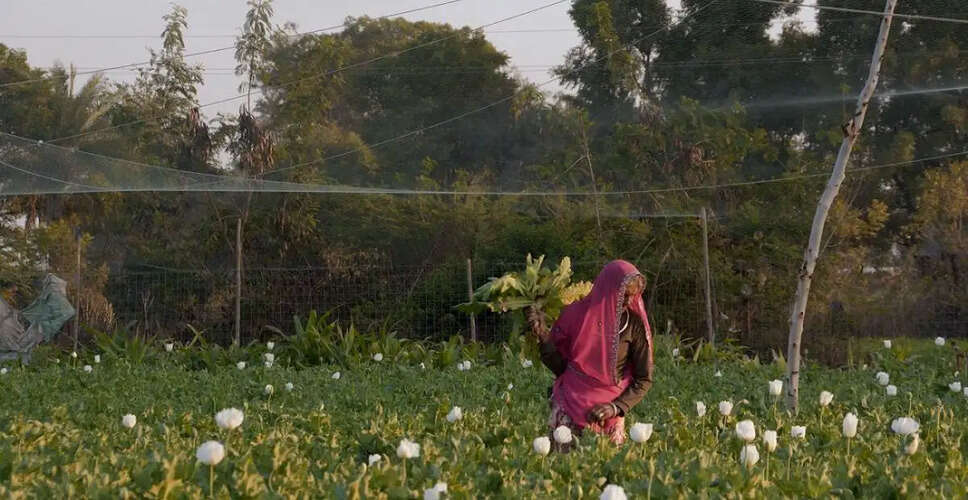 Exploring the Struggles of Opium Farmers in 'I, Poppy'