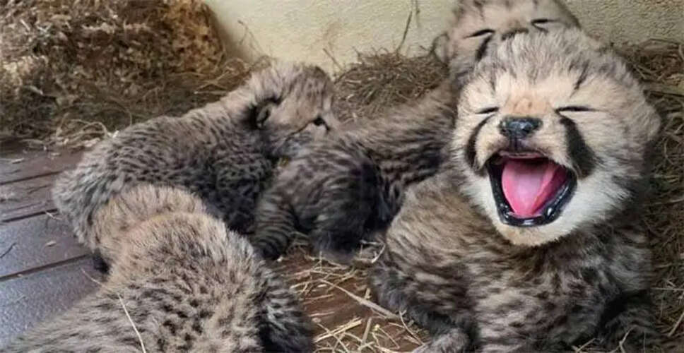 Historic Birth: Namibian Cheetah Jwala Welcomes Five Cubs at Kuno National Park!