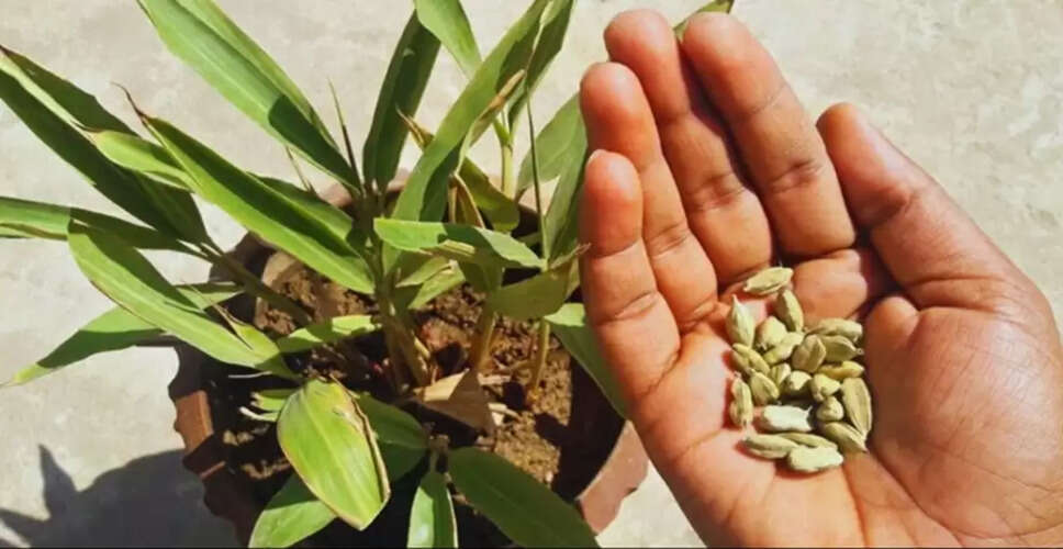 How to Grow Cardamom at Home: A Guide for Gardening Enthusiasts
