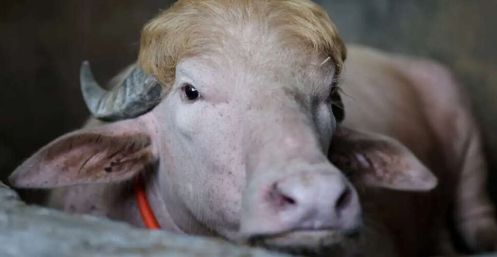 Iran Mocks Trump with Viral Buffalo Video Amid Rising Tensions