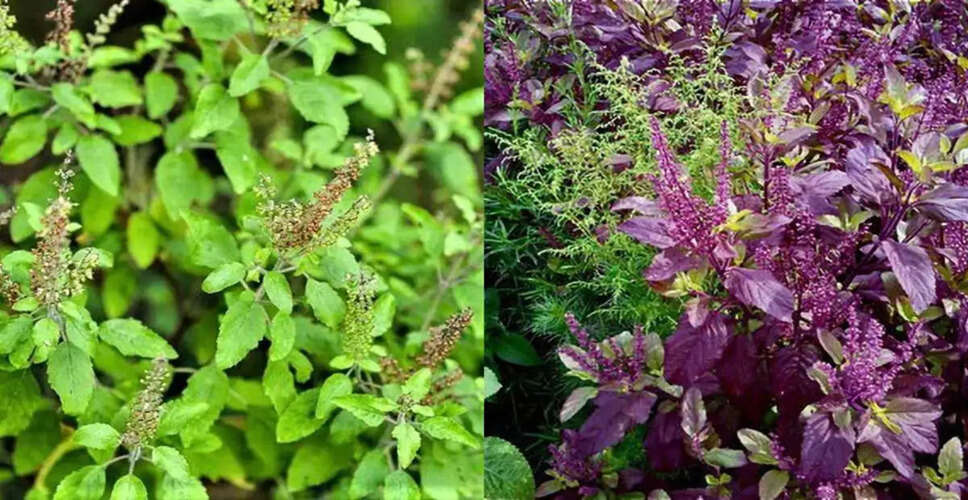 Choosing the Right Tulsi for Your Home: Rama vs. Shyama