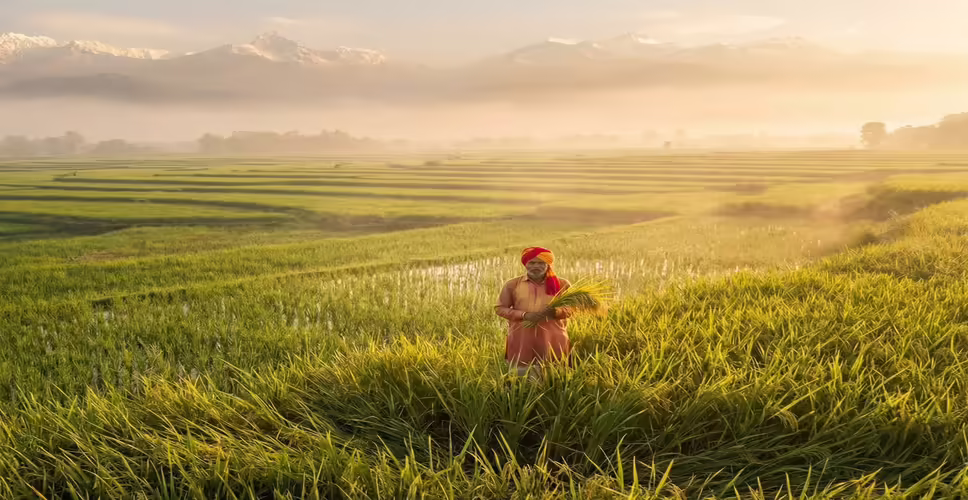 India Surpasses China to Become the World's Leading Rice Producer