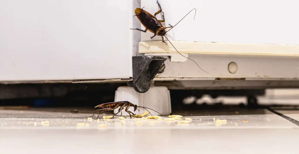 Effective Strategies to Eliminate Cockroaches from Your Home
