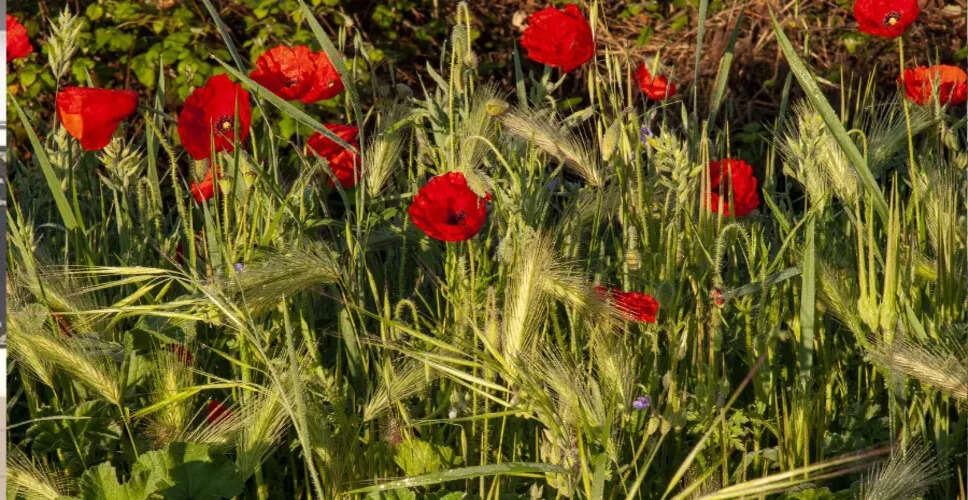 Rising Heroin Smuggling in Northeast Linked to Myanmar's Poppy Cultivation Surge