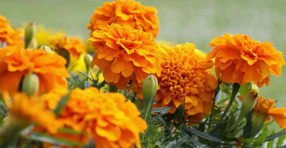 Exploring Marigold Flowers as a New Superfood and Protein Source