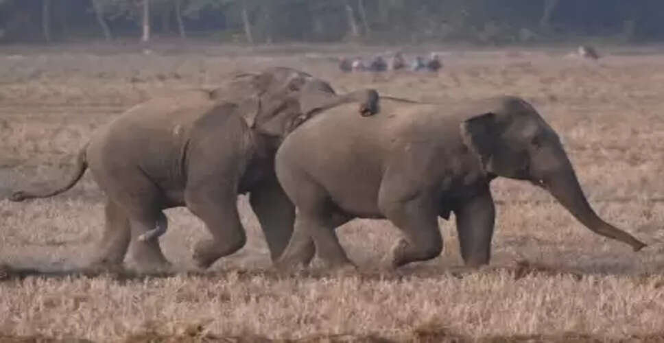 MP approves Rs 47 crore human-elephant conflict mitigation plan