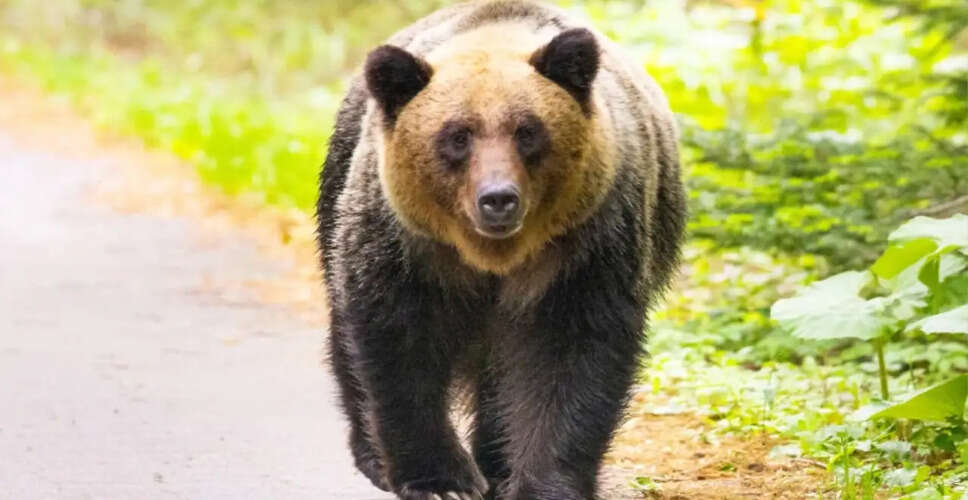 Bear Sightings Prompt School Closures and Search Efforts in Japan