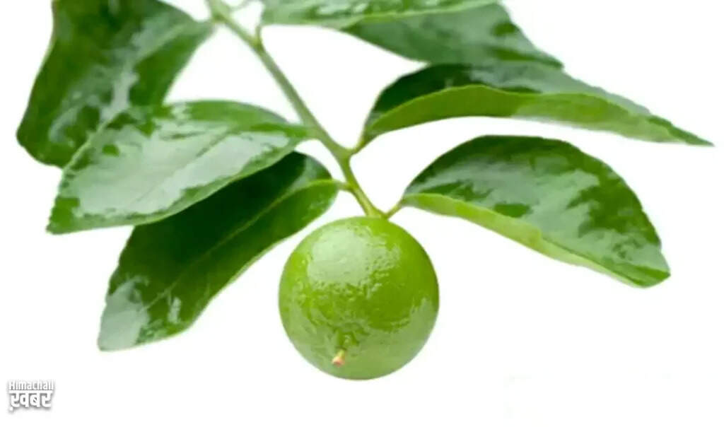 Discover the Amazing Benefits of Lemon Leaves for Health