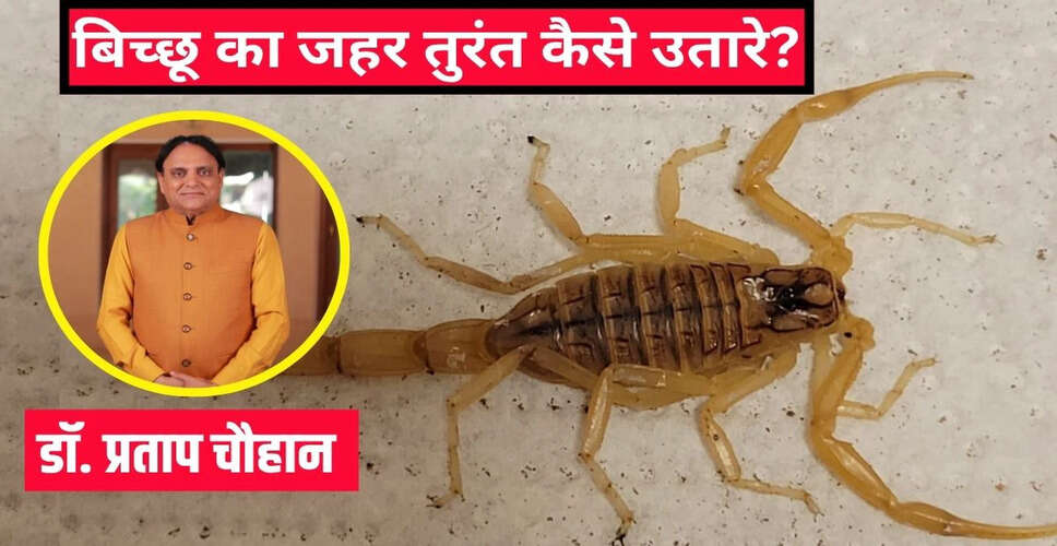 What to Do If Stung by a Scorpion: Expert Advice