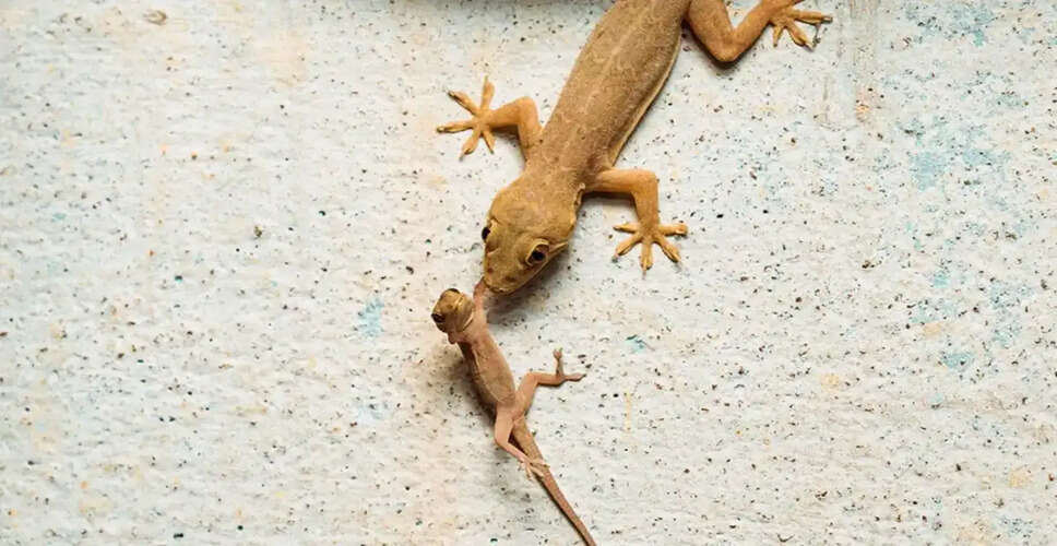 Understanding the Significance of Lizards in Your Home
