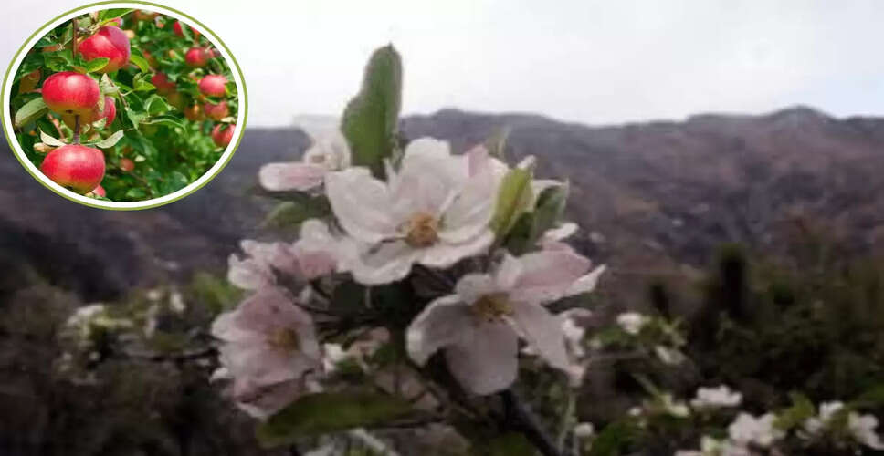 Early Blossoming of Apple and Cherry Trees Raises Concerns in Himachal Pradesh