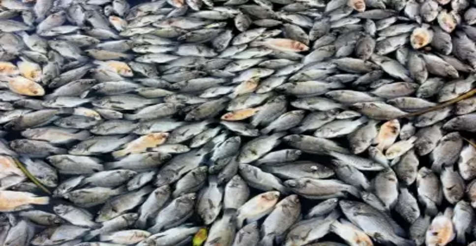 Emergency operations centre activated following mass fish deaths in Australian state
