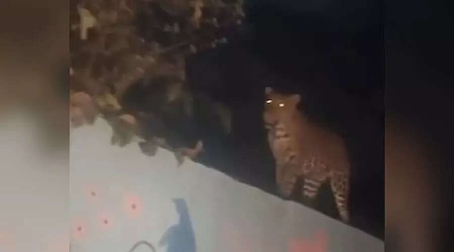 Guwahati Faces Rising Leopard Sightings Amid Urban Growth