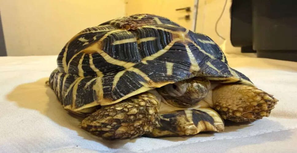 DRI Seizes Protected Wildlife Species Near Pune Railway Station