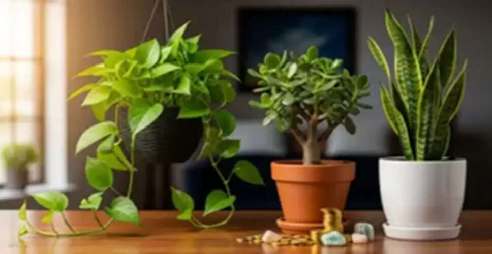 Enhance Your Home's Energy with These Auspicious Plants for the New Year