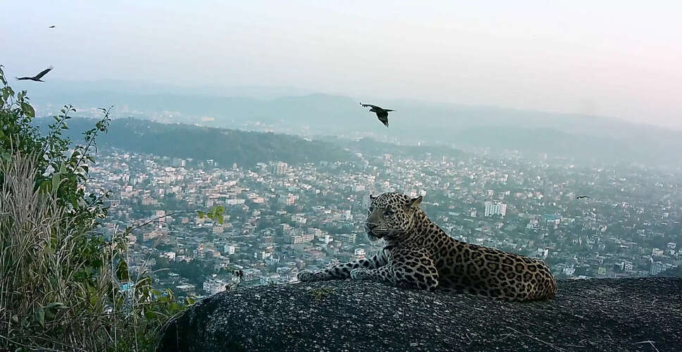 Guwahati Launches First Leopard Estimation Initiative with Infrared Cameras