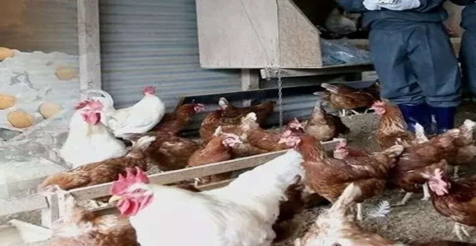 Avian Influenza Outbreak Leads to Culling of 6,000 Chickens in Patna