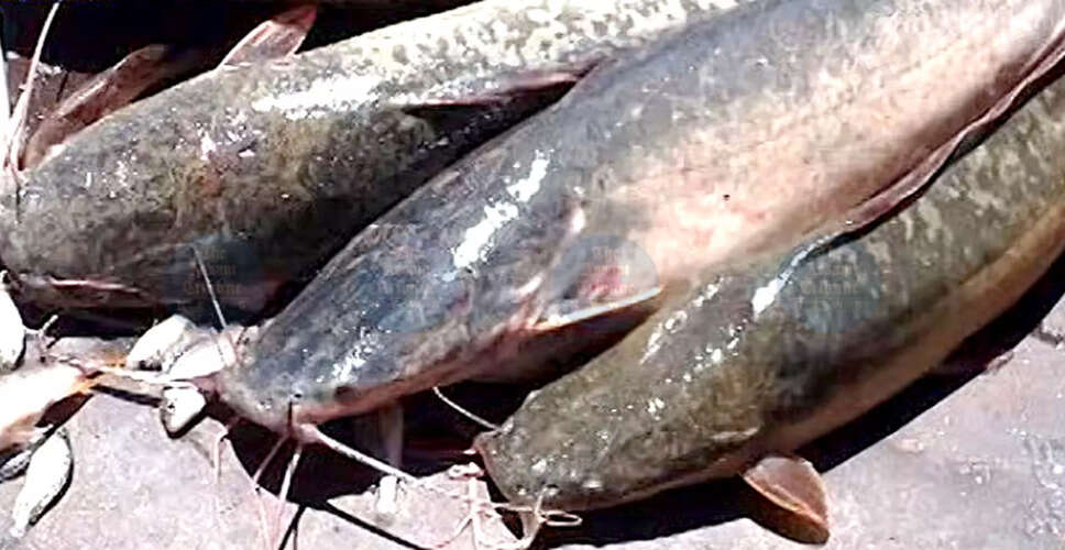 Crackdown on Invasive Thai Magur in Assam: Authorities Take Action