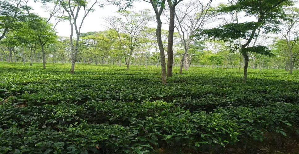 Tinsukia District Moves Forward with Land Rights for Tea Garden Workers