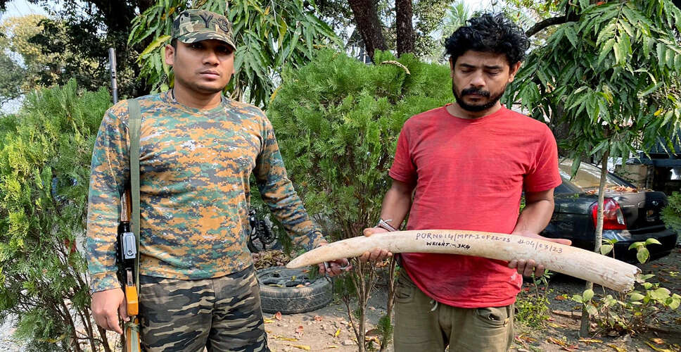 Odisha STF Seizes Elephant Tusks Worth ₹50 Lakhs, Arrests Suspect