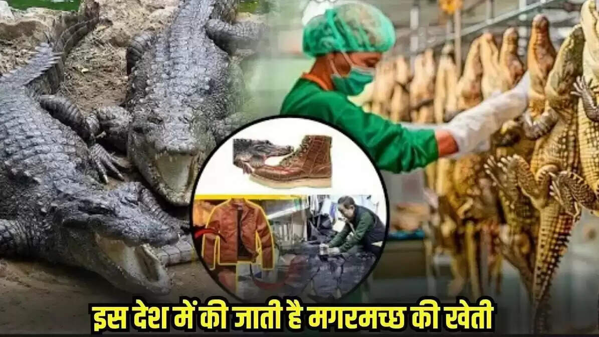 Exploring Crocodile Farming in Thailand: A Unique Economic Venture